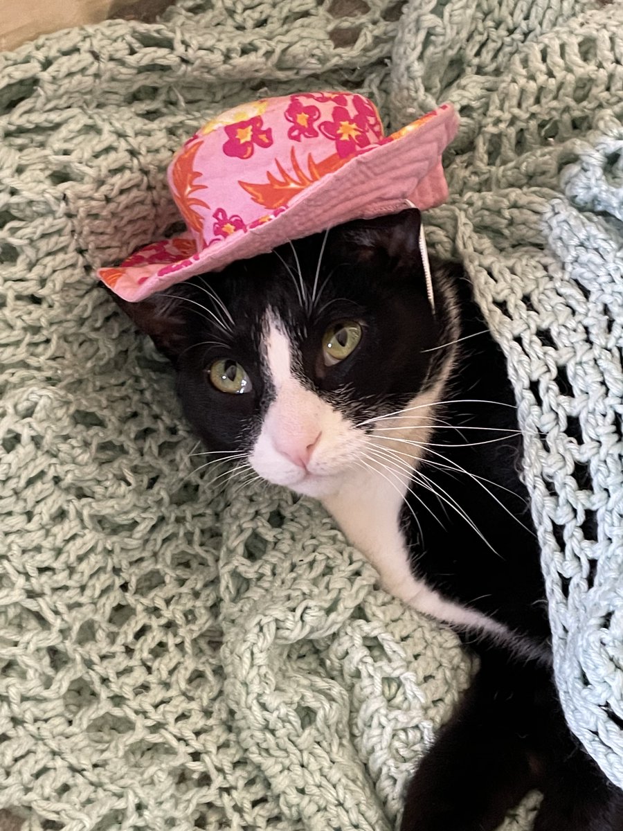 Gigi is vacation ready!
#cats #vacationmode #tuxedo #BeKindAlways
