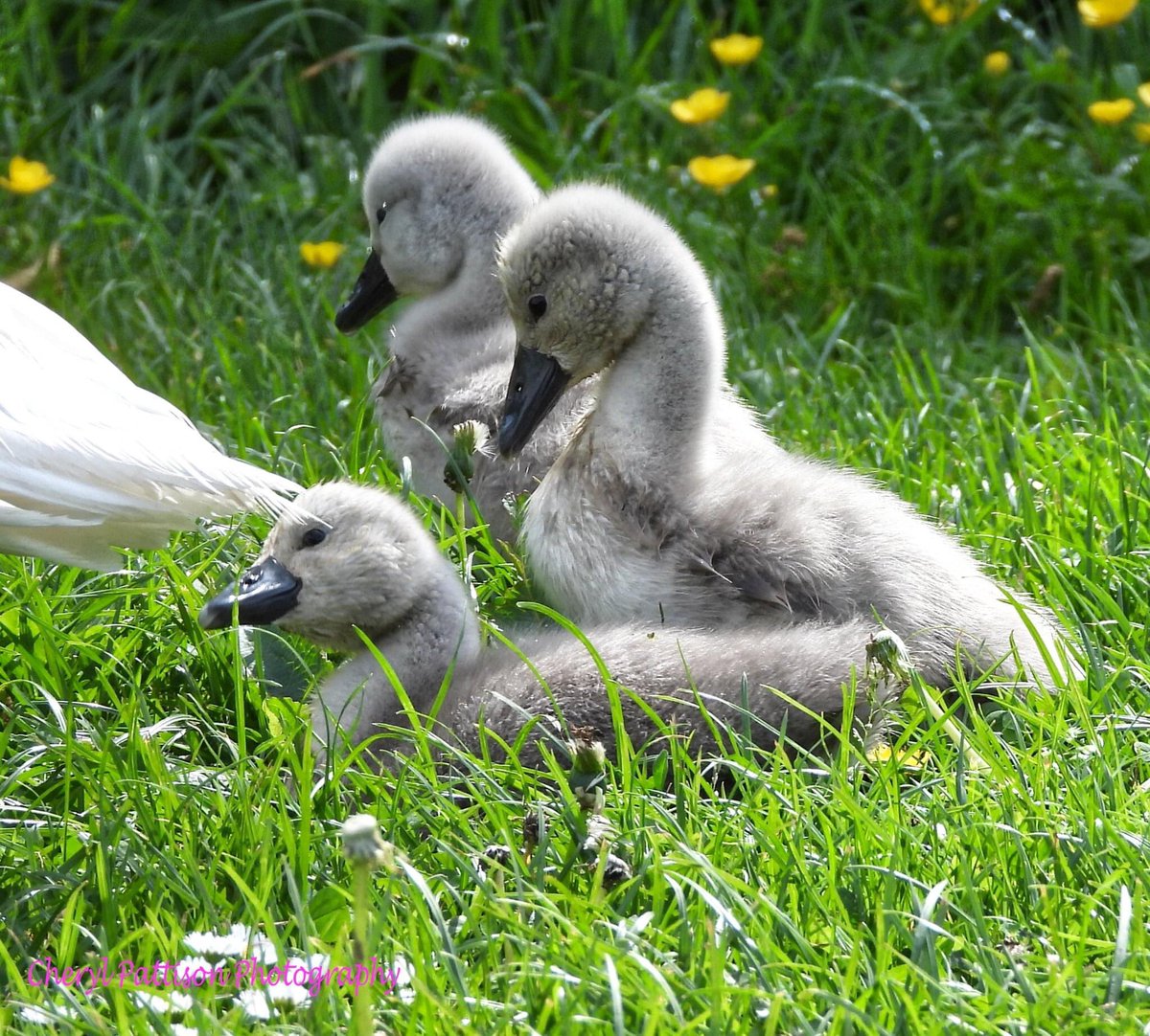 cherylpattison2's tweet photo. #cherylpattisonphotography #nikon #NaturePhotography #swans #cygnets https://t.co/jz62F46D9w