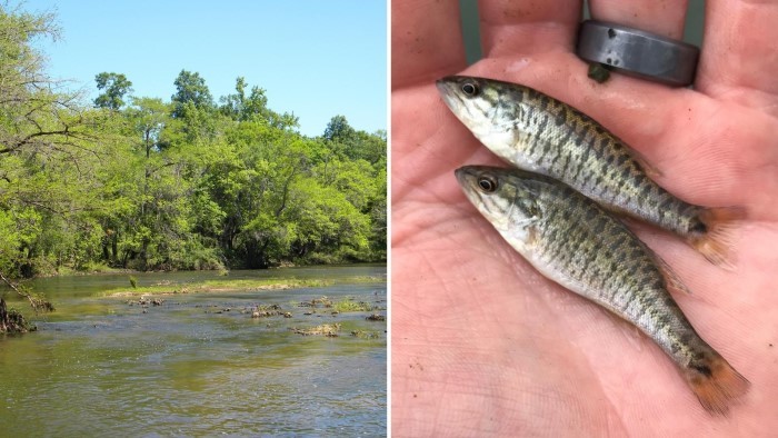 RT ApalachRiver "Major milestone for a #Florida native #freshwater #fish: <a href="/MyFWC/">MyFWC</a> released genetically pure hatchery-raised shoal bass into the #ChipolaRiver: wtsp.com/article/life/a… "