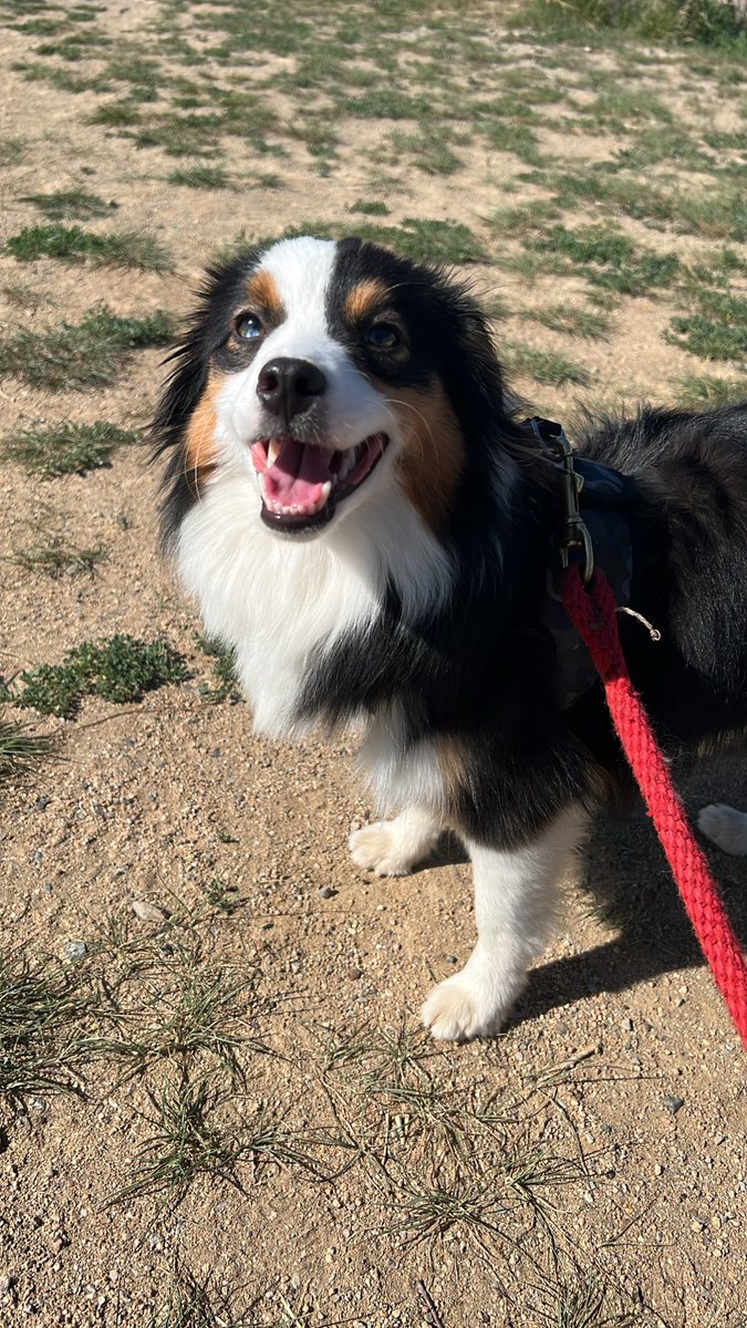 Delilah here to remind you that you’ve got this, #WritingCommunity &amp; #SocialMediaManagers