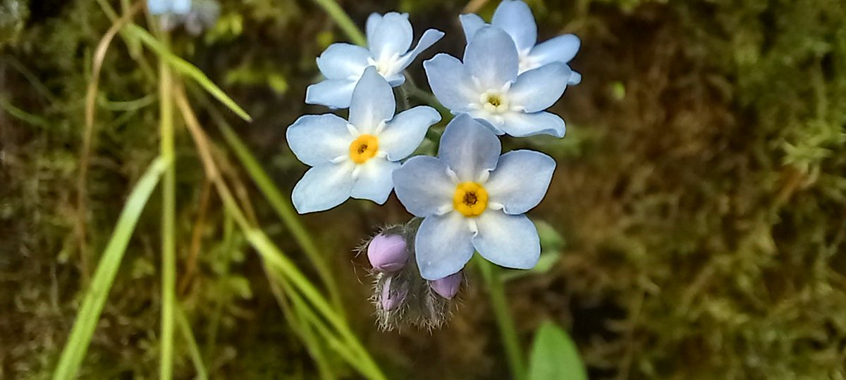 Steve72Outdoors's tweet photo. #Wildflowers on #MonsalTrail #RiverWye #CheeDale beautiful day walking along the gorge #TheWhitePeak #getoutthere https://t.co/6nJampE2vc
