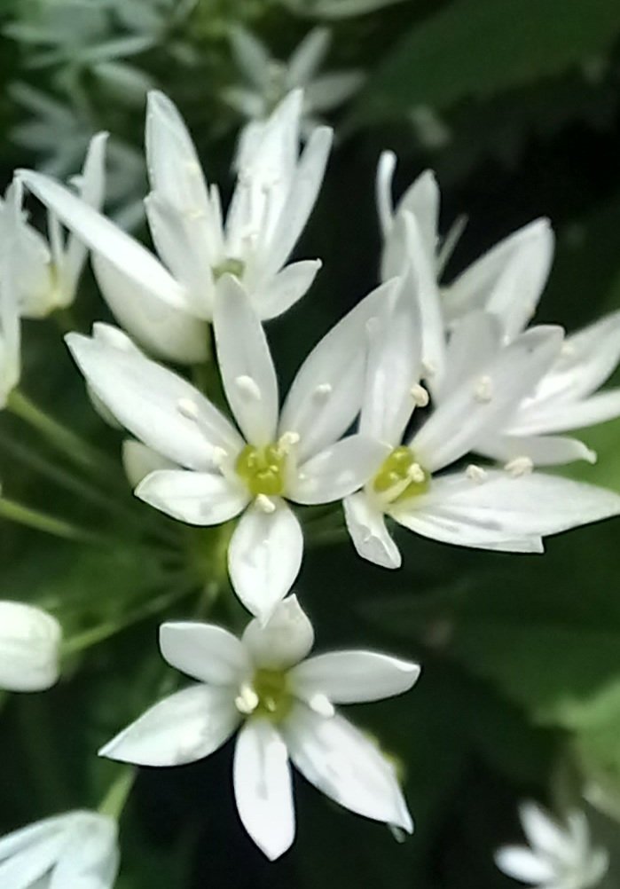 Steve72Outdoors's tweet photo. #Wildflowers on #MonsalTrail #RiverWye #CheeDale beautiful day walking along the gorge #TheWhitePeak #getoutthere https://t.co/6nJampE2vc