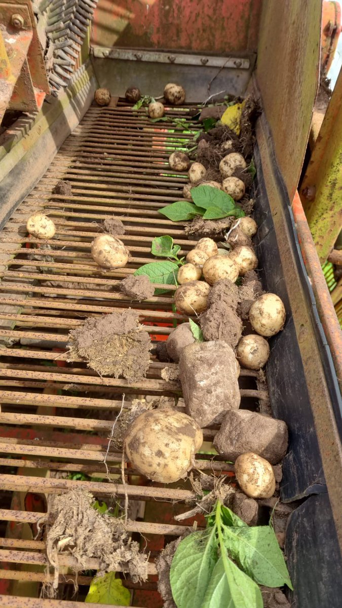 HooleFoodMarket's tweet photo. #locallygrown #ethicallygrown #freshfarmingmindset #cheshirepotatoes #noartificialfertilizers #newpotatoes #hoole #chester #freefrom #permaculture @farmerama__ @herdyshepherd1 @carolynsteel @HughFW @GillMeller @ShitChester https://t.co/4eakby5VpH