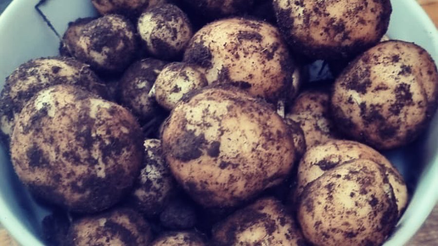 HooleFoodMarket's tweet photo. #locallygrown #ethicallygrown #freshfarmingmindset #cheshirepotatoes #noartificialfertilizers #newpotatoes #hoole #chester #freefrom #permaculture @farmerama__ @herdyshepherd1 @carolynsteel @HughFW @GillMeller @ShitChester https://t.co/4eakby5VpH