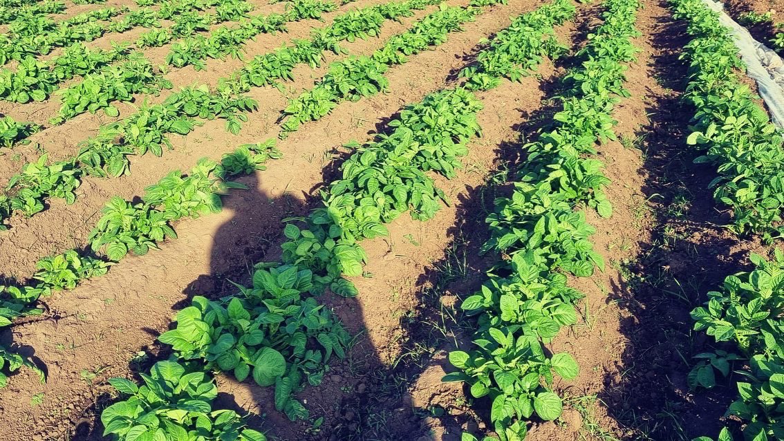 HooleFoodMarket's tweet photo. #locallygrown #ethicallygrown #freshfarmingmindset #cheshirepotatoes #noartificialfertilizers #newpotatoes #hoole #chester #freefrom #permaculture @farmerama__ @herdyshepherd1 @carolynsteel @HughFW @GillMeller @ShitChester https://t.co/4eakby5VpH