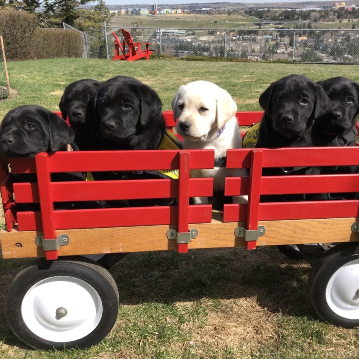 PADSdogs's tweet image. Hey all you Happy Campers! This is your cuteness overload reminder. Today's Tune-In Tuesday is all about the Camper Van Litter and their wonderful caretakers, Dorothy &amp;amp; Kevin.  #TuneInTuesdays #PADSCamperLitter CamperVanLitter pads.ca/tune-in-tuesday