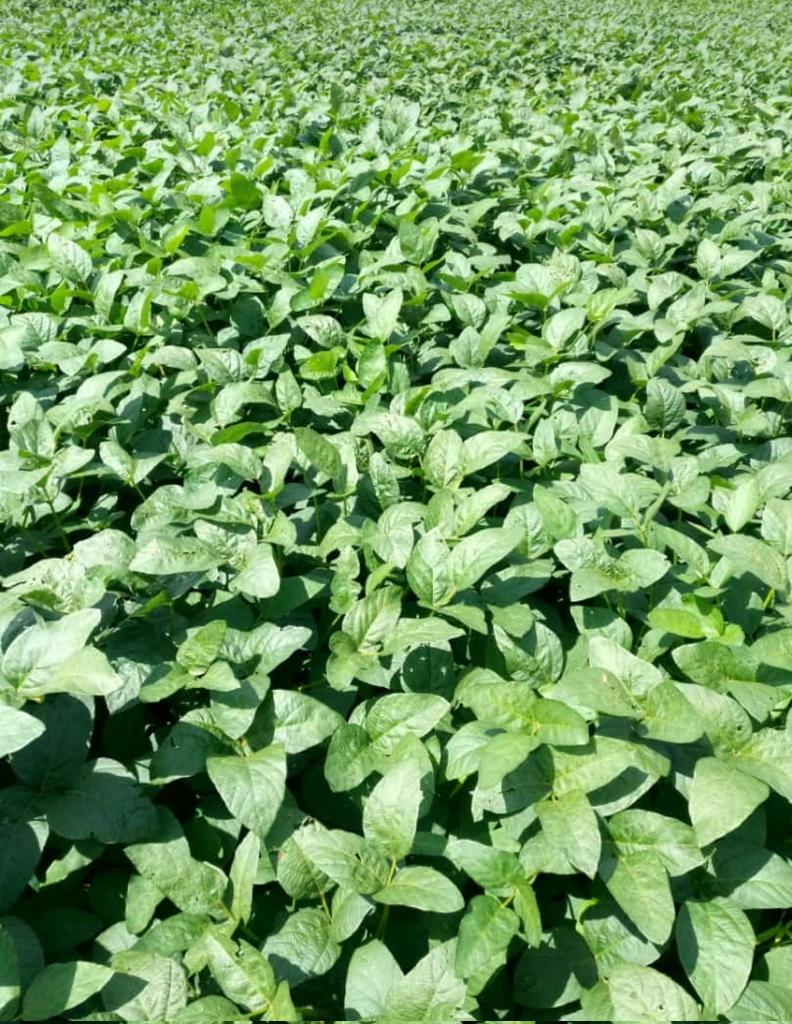 Dear farmers, who else sees life in green? Let's spread the good news.