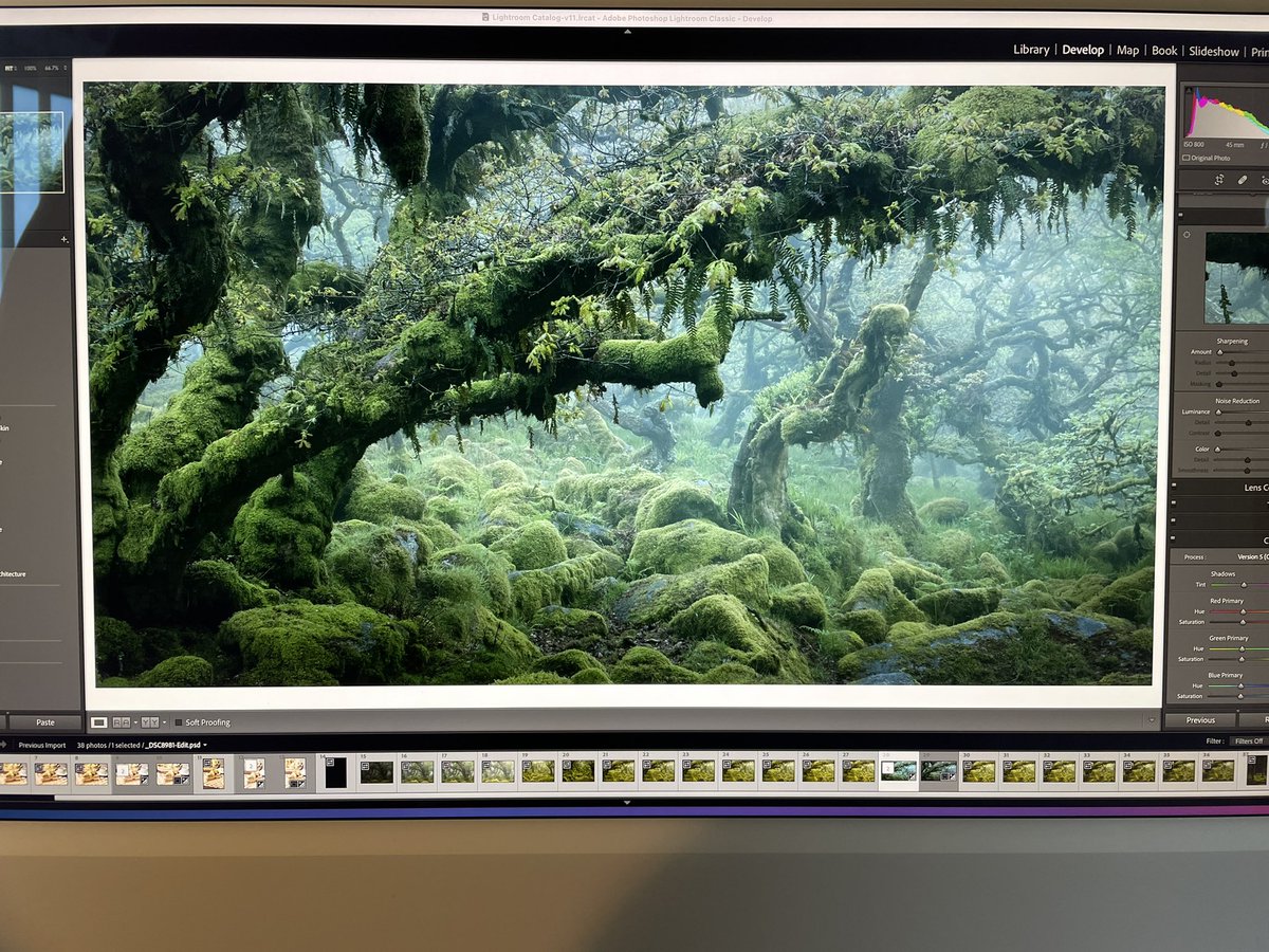 Might just have processed a new favourite!!! 🌳 👻