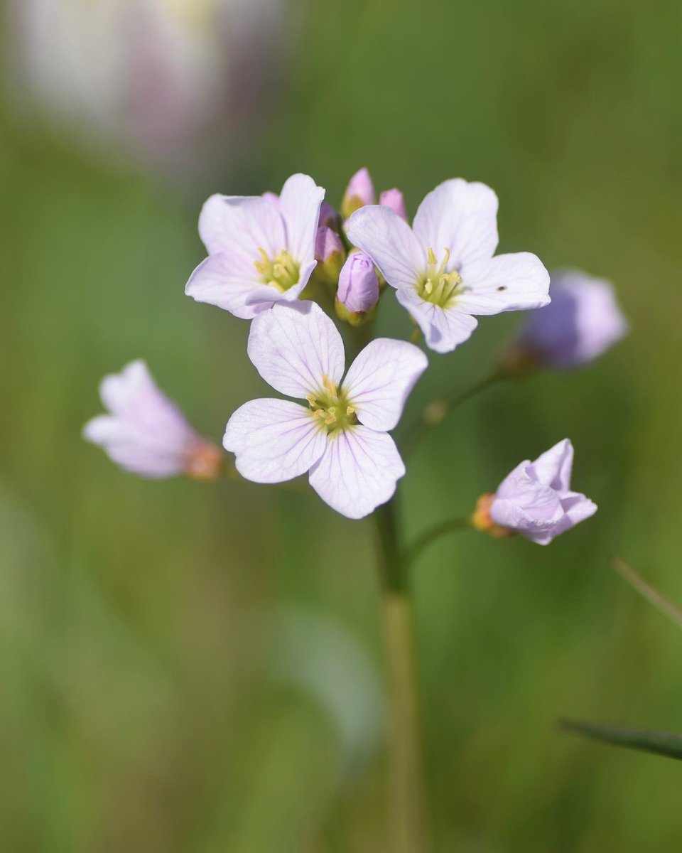 LeifBersweden's tweet photo. The other day I sat in a Cuckooflower (Cardamine pratensis) meadow while a Cuckoo called in the distance. Isn’t it incredible that we can be confident that this plant will bloom at the same time of year as the Cuckoo calls?! The synchronised timing of nature is *amazing* 👌 https://t.co/sUG4gLfMmc