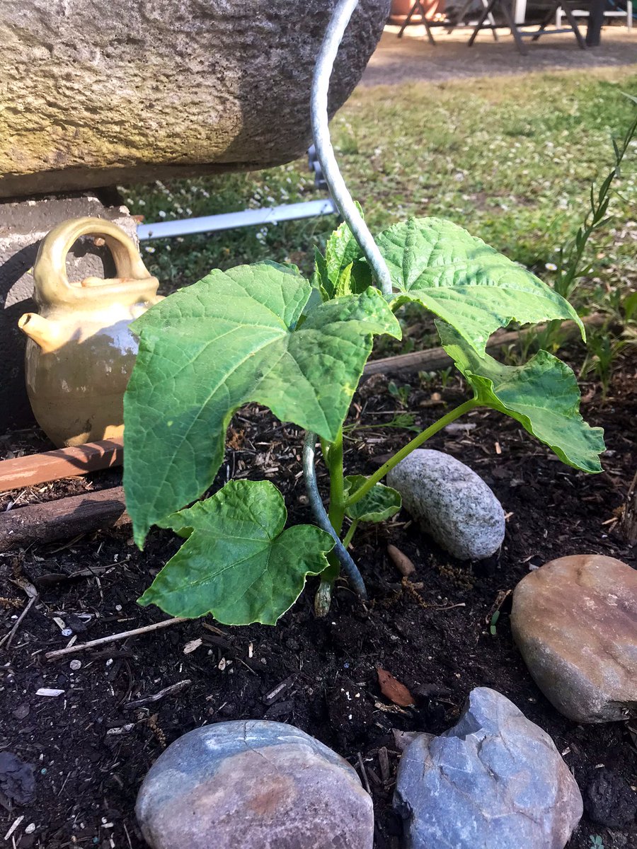 Juste_Rire_'s tweet photo. Il est maintenant à l’ombre…p’tit tour de potager…point du jour…du soir…

Concombres bien partis…tomates (sous serre) mi/juin ça devrait commencer à sentir bon…courgettes ça prend…poivrons (sous serre) ça fleurit…

Juste un p’tit point de l’instant en 4 photos de moi… https://t.co/1l9DLVoXl4