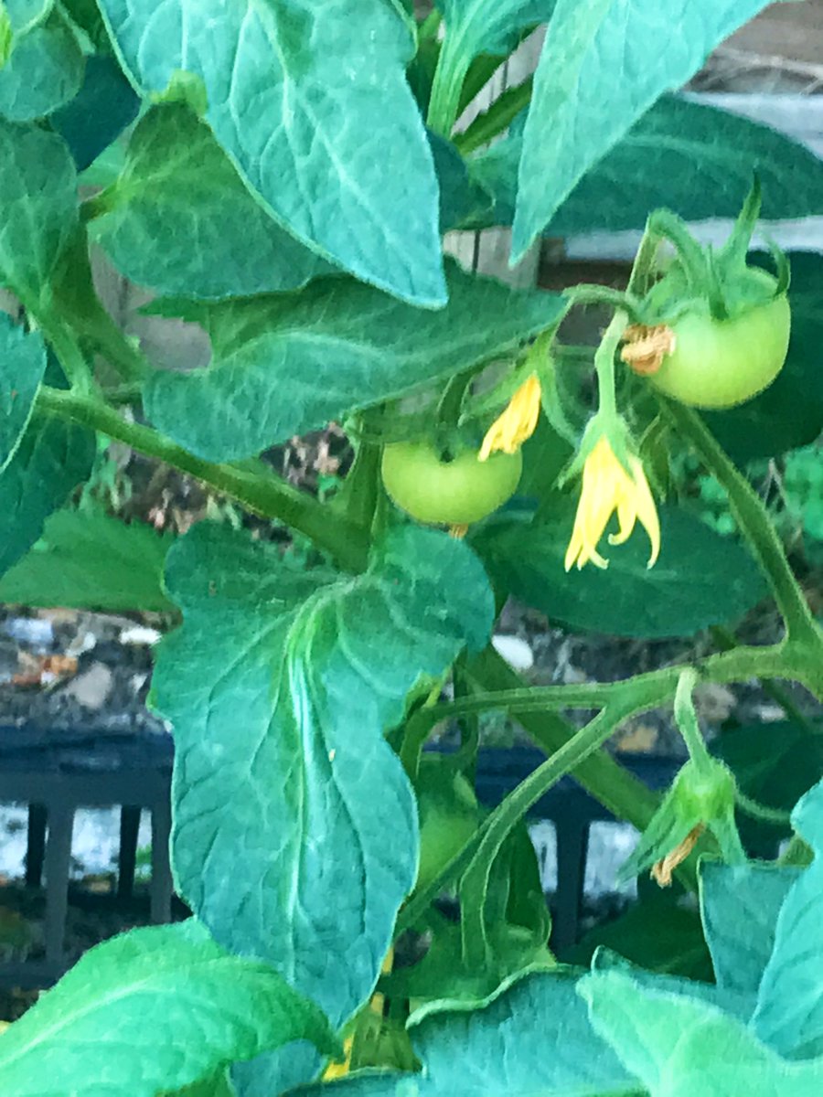 Juste_Rire_'s tweet photo. Il est maintenant à l’ombre…p’tit tour de potager…point du jour…du soir…

Concombres bien partis…tomates (sous serre) mi/juin ça devrait commencer à sentir bon…courgettes ça prend…poivrons (sous serre) ça fleurit…

Juste un p’tit point de l’instant en 4 photos de moi… https://t.co/1l9DLVoXl4