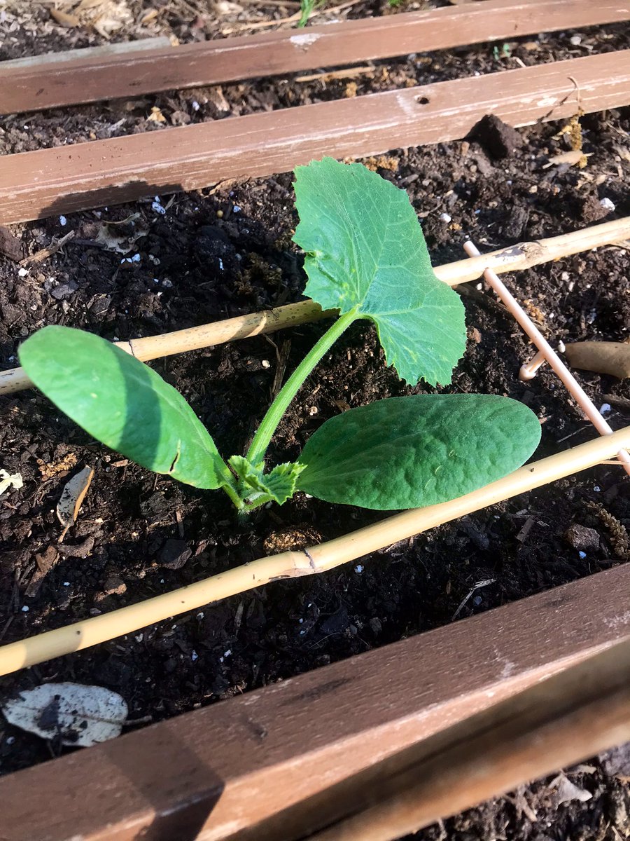 Juste_Rire_'s tweet photo. Il est maintenant à l’ombre…p’tit tour de potager…point du jour…du soir…

Concombres bien partis…tomates (sous serre) mi/juin ça devrait commencer à sentir bon…courgettes ça prend…poivrons (sous serre) ça fleurit…

Juste un p’tit point de l’instant en 4 photos de moi… https://t.co/1l9DLVoXl4