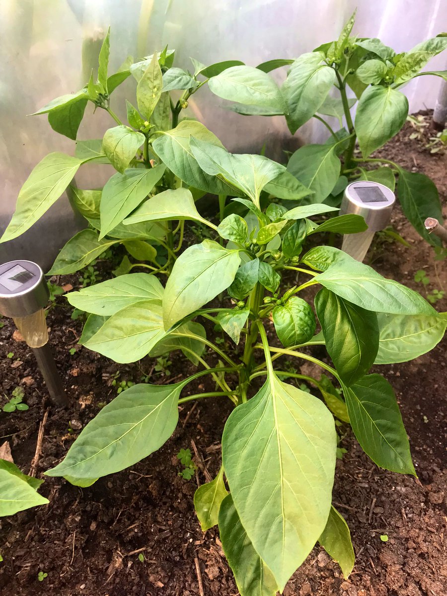 Juste_Rire_'s tweet photo. Il est maintenant à l’ombre…p’tit tour de potager…point du jour…du soir…

Concombres bien partis…tomates (sous serre) mi/juin ça devrait commencer à sentir bon…courgettes ça prend…poivrons (sous serre) ça fleurit…

Juste un p’tit point de l’instant en 4 photos de moi… https://t.co/1l9DLVoXl4