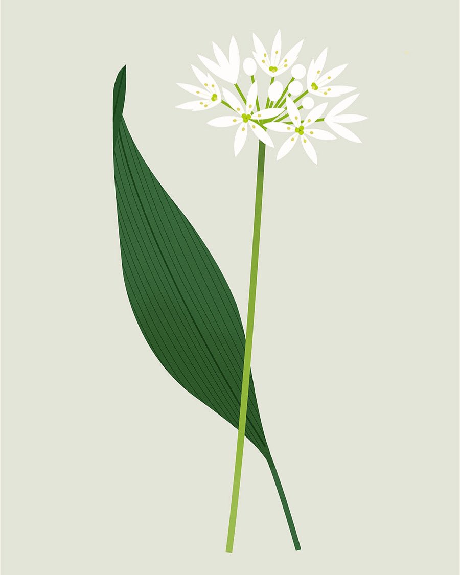 Wild Garlic