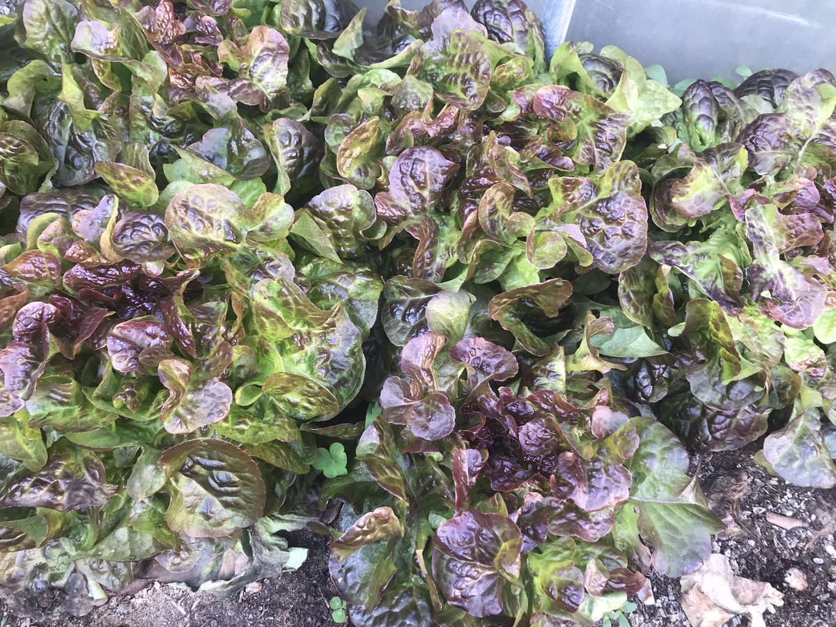Juste_Rire_'s tweet photo. Et toujours mes belles salades ☺️…du persil frais à portée de poêlée…et des radis noirs qui commencent à pointer…

J’avais pris aussi ces photos…pléthore…alors…encore…trop fort 😜! 

(p’tite rime improvisée de l’instant…sous rosé…frais non ? ) https://t.co/v43kQGAHWc