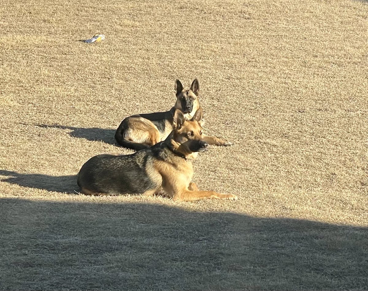FeayJennifer's tweet photo. Here is where I spend all of my free time.  I wouldn’t have it any other way.  My rescue dogs are my ❤️… https://t.co/Mb97erPsDs