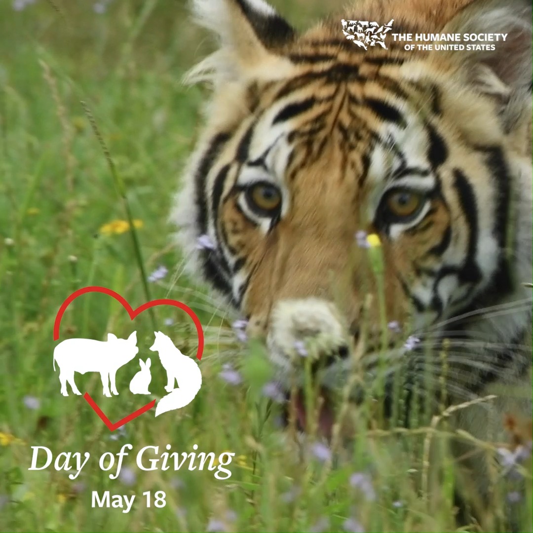 The Humane Society of the United States on Twitter "For every animal