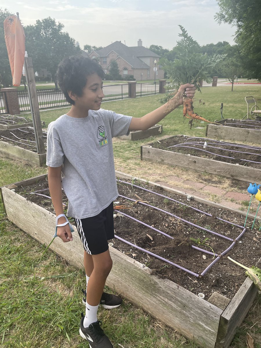 Clowning around with 3 carrots we discovered hiding out in the @DCEtrailblazers garden! Olafs or Pinocchios? @MissMiller_DCE <a href="/Ms_Camarillo4th/">Alejandra Camarillo</a>