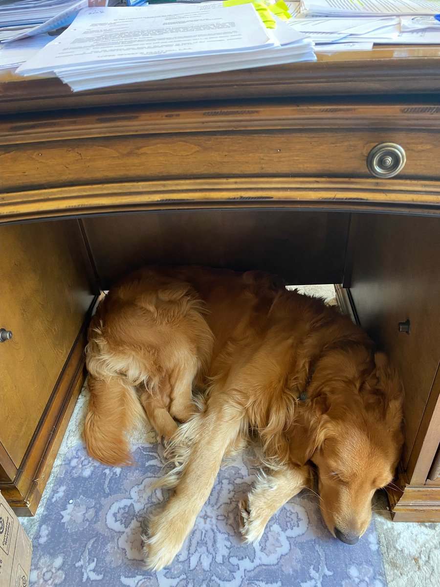 Barbara_Luke's tweet photo. Some days you canโt get out from under your desk. #DemDogs https://t.co/oou1boTnRw