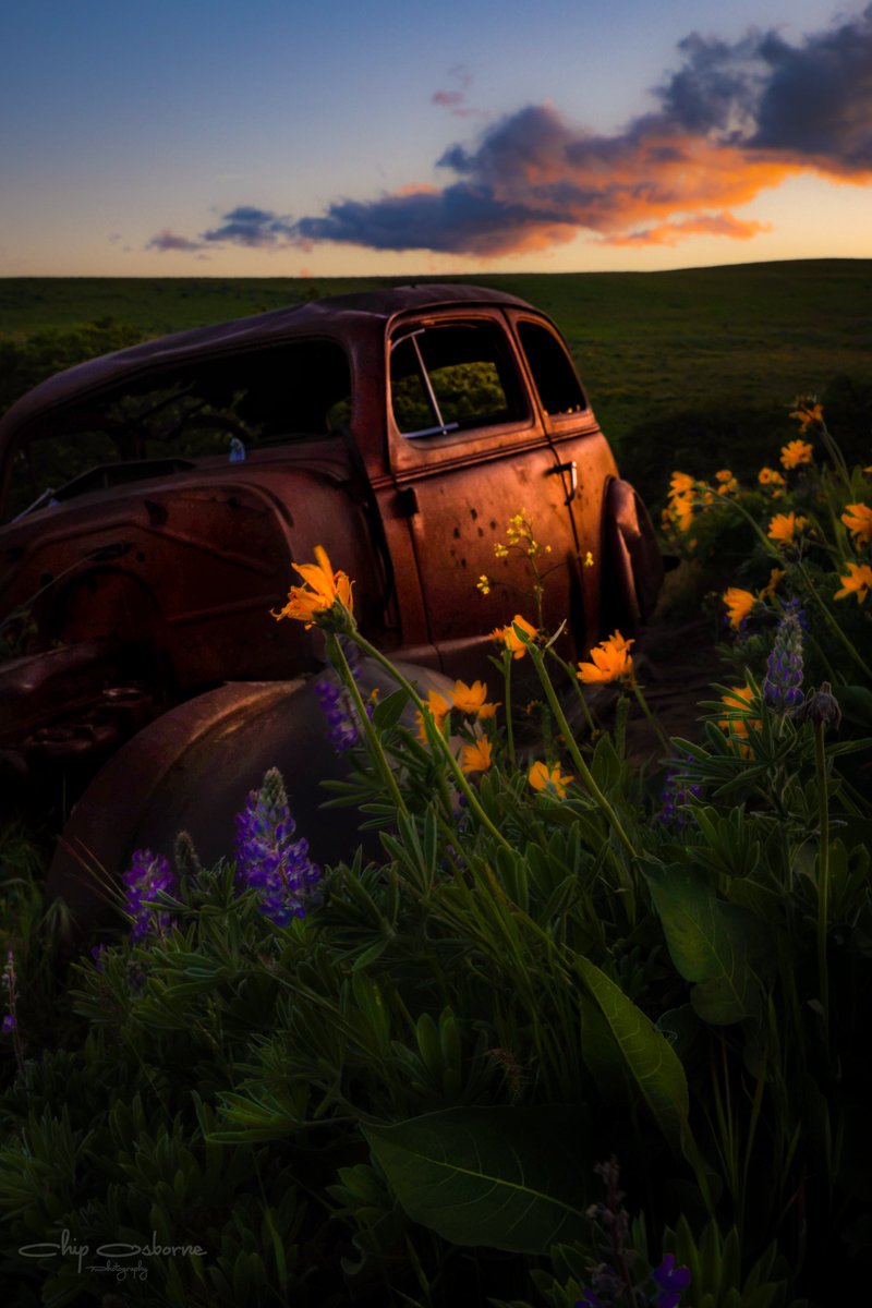 osborne_chip's tweet photo. We all belong among the wildflowers! https://t.co/RtwN7xEMPW