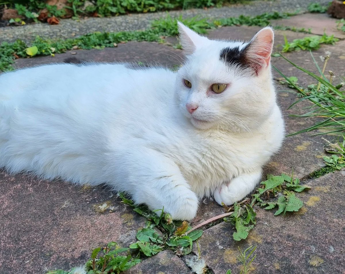 ScaredyCatCW's tweet photo. It was a lovely mid-May day here in #London #SW19 +25 C 🌞... I was enjoying the warmth on the patio ... 😺 ... #Cat #Scaredy #CatsofTwittter https://t.co/ezr9BAIDpa