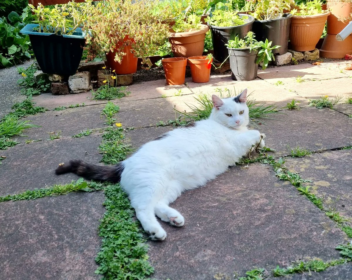ScaredyCatCW's tweet photo. It was a lovely mid-May day here in #London #SW19 +25 C 🌞... I was enjoying the warmth on the patio ... 😺 ... #Cat #Scaredy #CatsofTwittter https://t.co/ezr9BAIDpa