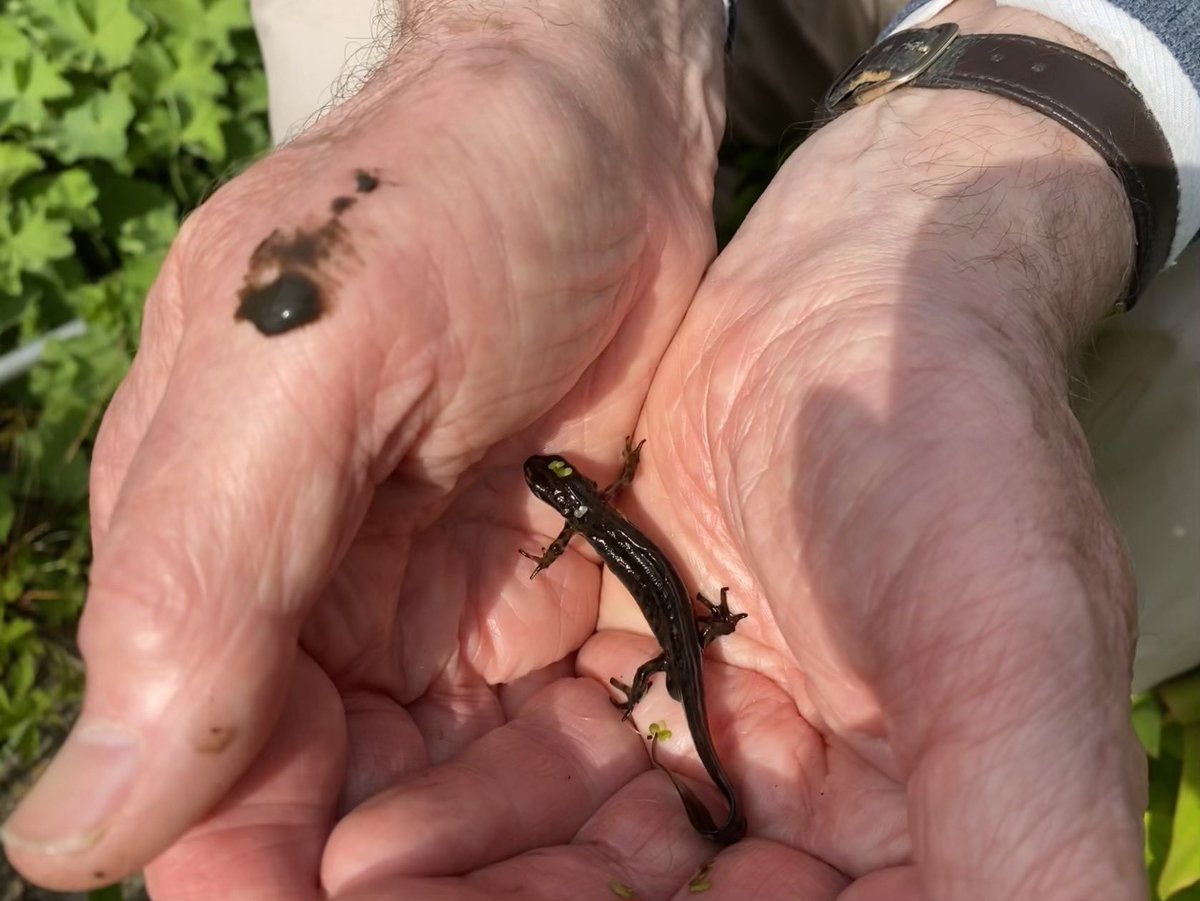seaparkin's tweet photo. Bittersweet evening spent pond dipping @StarkAllotments working out how to save these little lives…newts, frogs & dragonfly larvae With @DerbysARG #derbyshire #froglife #saveoursite #allotment #pondlife https://t.co/NWMzKtu0Z3