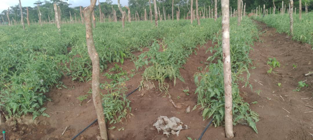 StanysBujakera's tweet photo. #RDC: La vie après la présidence de la CENI. La première plantation de Corneille Nangaa. Maïs, mais également d'horticulture (tomates, obergine, épinard, pastèque et autres...). Ferme Abema de Gombari "FERAGOM" à Gombari, territoire de Watsa. Il s’approche du millier d'hectares. https://t.co/8St7RqVkwT