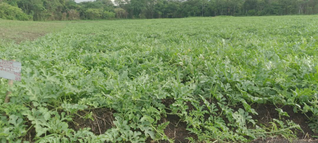 StanysBujakera's tweet photo. #RDC: La vie après la présidence de la CENI. La première plantation de Corneille Nangaa. Maïs, mais également d'horticulture (tomates, obergine, épinard, pastèque et autres...). Ferme Abema de Gombari "FERAGOM" à Gombari, territoire de Watsa. Il s’approche du millier d'hectares. https://t.co/8St7RqVkwT