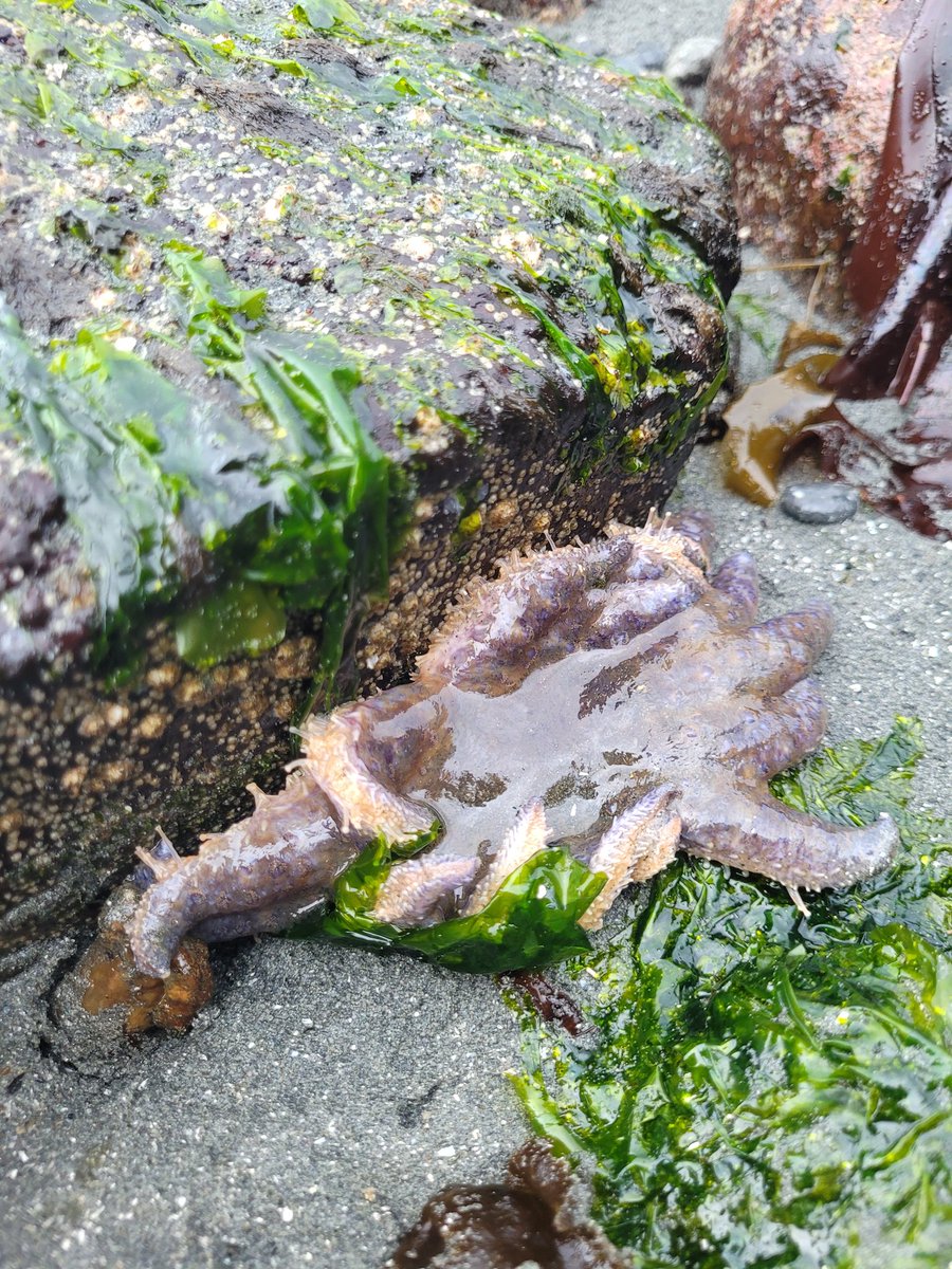 marcie_c_john's tweet photo. Three sunflower seastars along a 25m section of Vargas Island shoreline this morning! There were none along here last year so this is a great sign of recovery! #sunflowerseastar #seastarwastingdisease #sswd https://t.co/KS9YyI9yZ6