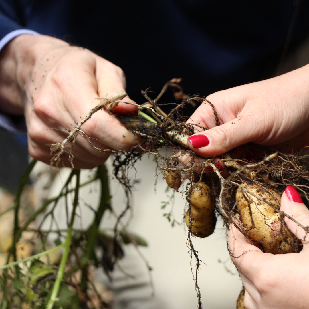 #TravelWithPurpose es uno de nuestros pilares al momento de ofrecerte la mejor hospitalidad y servicio. Desde nuestra huerta hacemos acciones con propósito para brindarte ingredientes orgánicos en nuestras preparaciones y disminuir la huella ambiental en la ciudad.😎