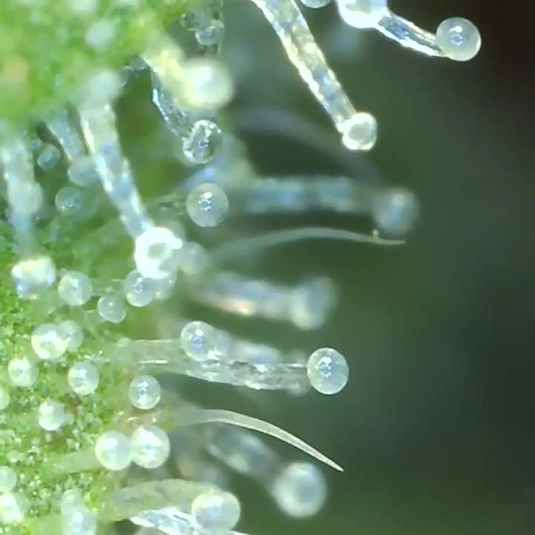 General Hydroponics tweet media