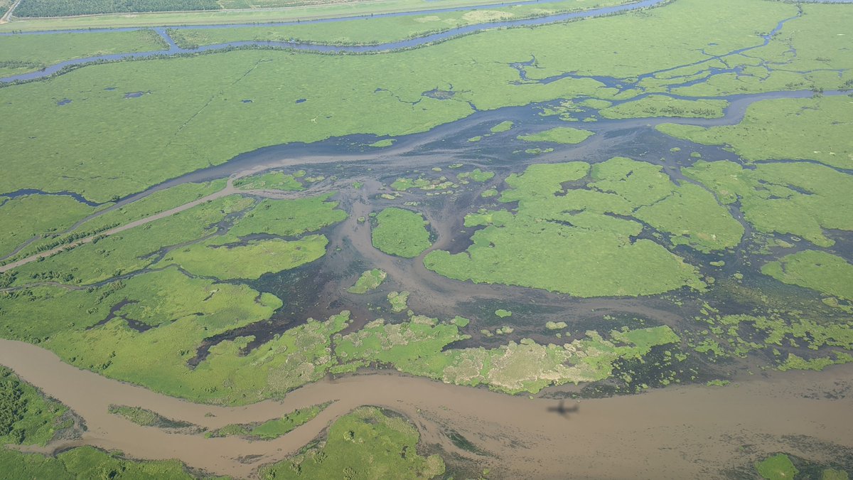 NewOrleansLocal's tweet photo. Picture of the day: 
Bayou des Saules

See more: https://t.co/onMscdANnO
#neworleanslocal 
#neworleanslocalevents https://t.co/jE1fDnwV9R