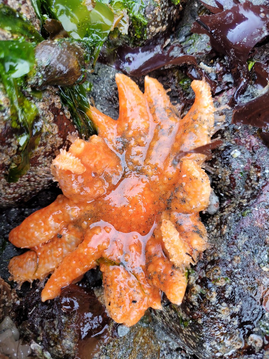 marcie_c_john's tweet photo. Three sunflower seastars along a 25m section of Vargas Island shoreline this morning! There were none along here last year so this is a great sign of recovery! #sunflowerseastar #seastarwastingdisease #sswd https://t.co/KS9YyI9yZ6