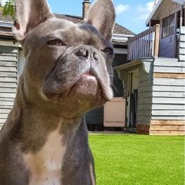 Perfectly Green Artificial Grass tweet media