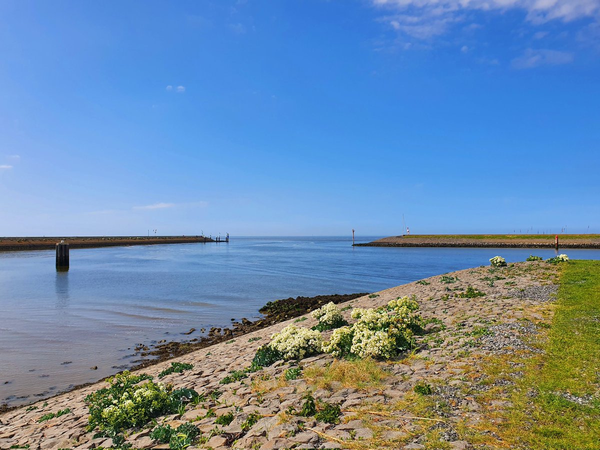 ArjaKastelein's tweet photo. #Harlingen #zeekool #waddenkool #Waddenzee #harlingenwelkomaanzee https://t.co/npONOMHs0F