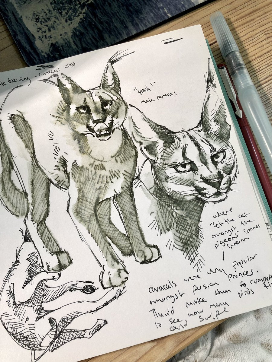 doodle break bc im in such an ink mood. Yoda the caracal from <a href="/WildDrawing/">Wild Life Drawing</a> 's caracal class 💃