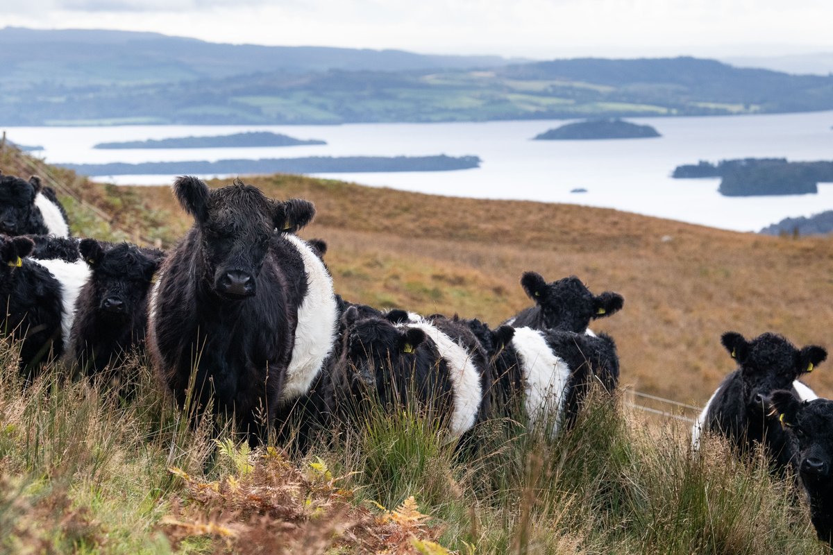 My <a href="/heraldscotland/">The Herald</a> column on the case for eating read meat 🗞️👇

Expert analysis from <a href="/GlobalAgEd/">Global Academy of Agriculture and Food Systems</a> Prof Geoff Simm

High-quality, nutrient dense Scottish 🥩 delivers for:-

✔️public health
✔️sustaining rural life
✔️providing jobs
✔️boosting biodiversity

heraldscotland.com/news/20145130.…
