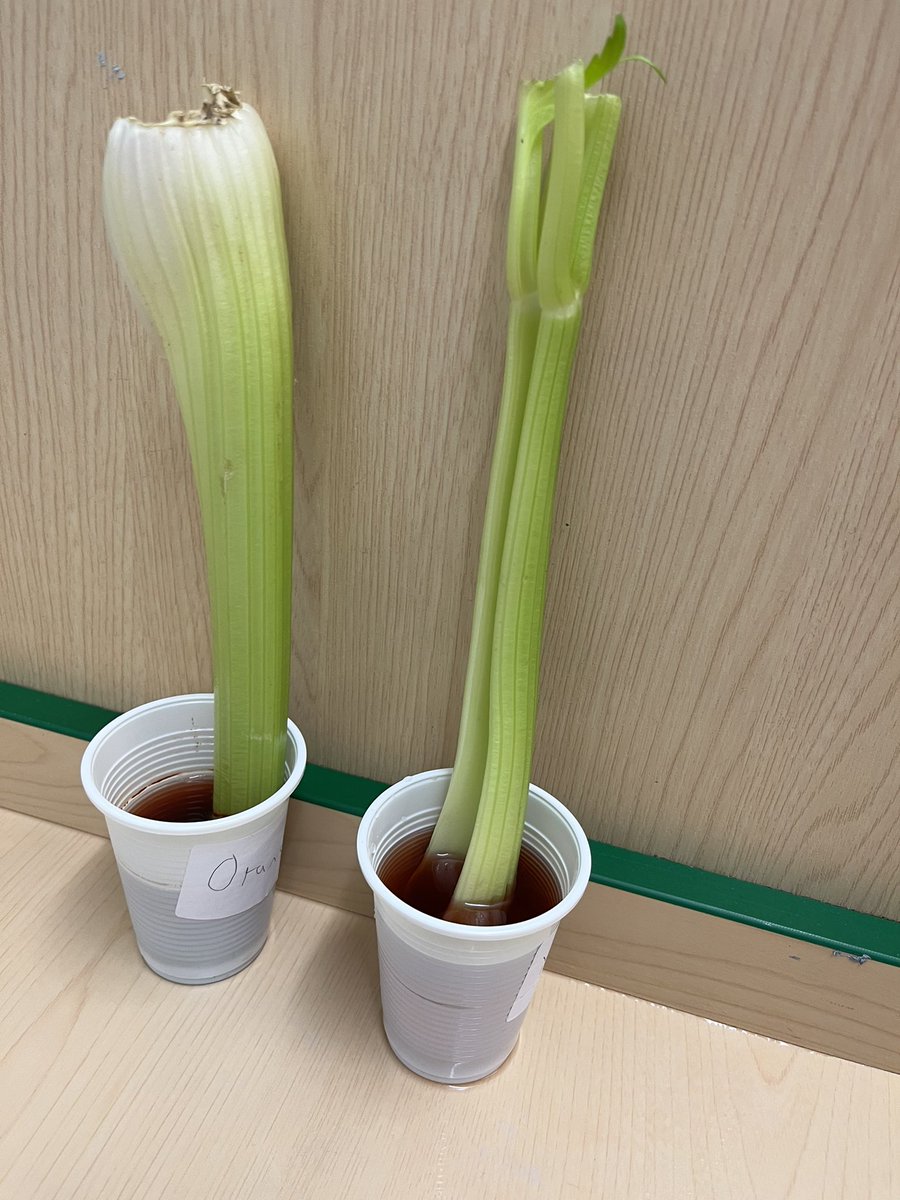 MissHunterMVP's tweet photo. Science investigation to understand how water travels in plants. The children were so inquisitive! We used all of our scientific vocabulary to describe the process. @jmatschools https://t.co/V6D7ROedyU