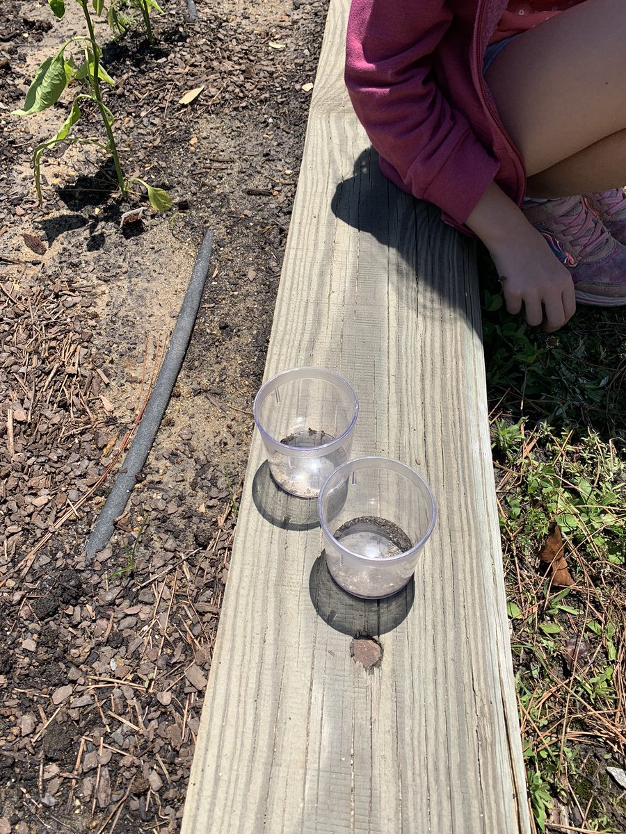MrsMorin3's tweet photo. Yesterday we read about soil. Today we are collecting and identifying soil samples in our garden using observable physical properties. Authentic data collection and observation https://t.co/VG9WohO93Q