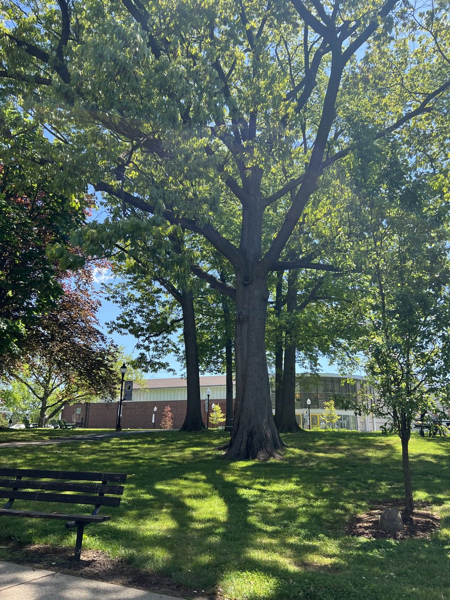 profScardino's tweet photo. Beautiful day ⁦@Felician_edu⁩ https://t.co/AkGYHc9xni