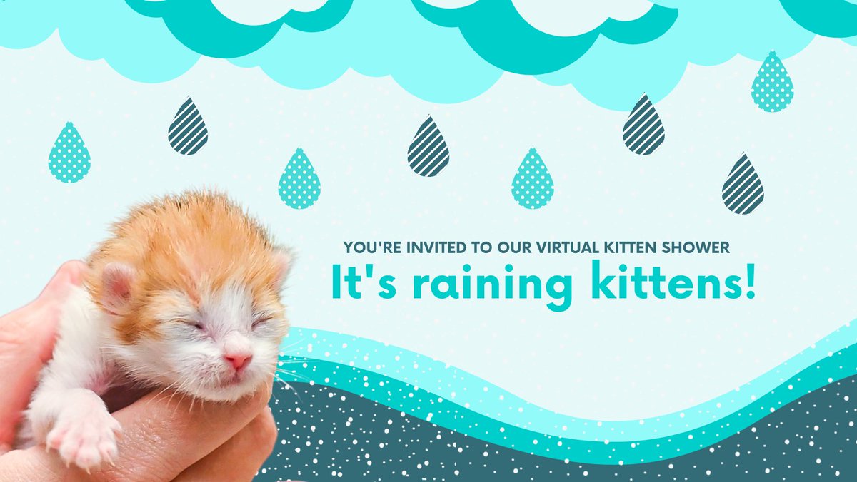 ashevillehumane's tweet photo. IT'S RAINING KITTENS! 🐱🍼 Every year we care for hundreds of neonate kittens and they need your help! 
All items purchased through our Amazon Wishlist will be shipped directly to our Foster Department. 
SHOP NOW: https://t.co/SirbSeu6QB https://t.co/IsVYstzuA5