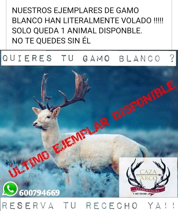 ehratas's tweet photo. Ya les habría gustado a vuestros gamos haber volado 🤬
Si te va el gore (y solo si te va mucho el gore) visita el perfil en FB de Caza con arco Extremadura.
Vía Ana Maria Jimenez Tello en PUBLICIDAD DE MIERDA. (FB)
#defensaanimal #maltratoanimal #respetoanimal #defensaanimales https://t.co/h2JwDAYyEm