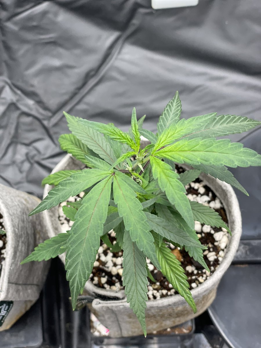 letsgetbaked_za's tweet photo. Season 7 #BigDrip from @InhouseGenetics 
How we started 01/04/2022
#SupremeDankSociety #growyourown #CannabisCommunity #Mmemberville https://t.co/d2XQGj2Ra3