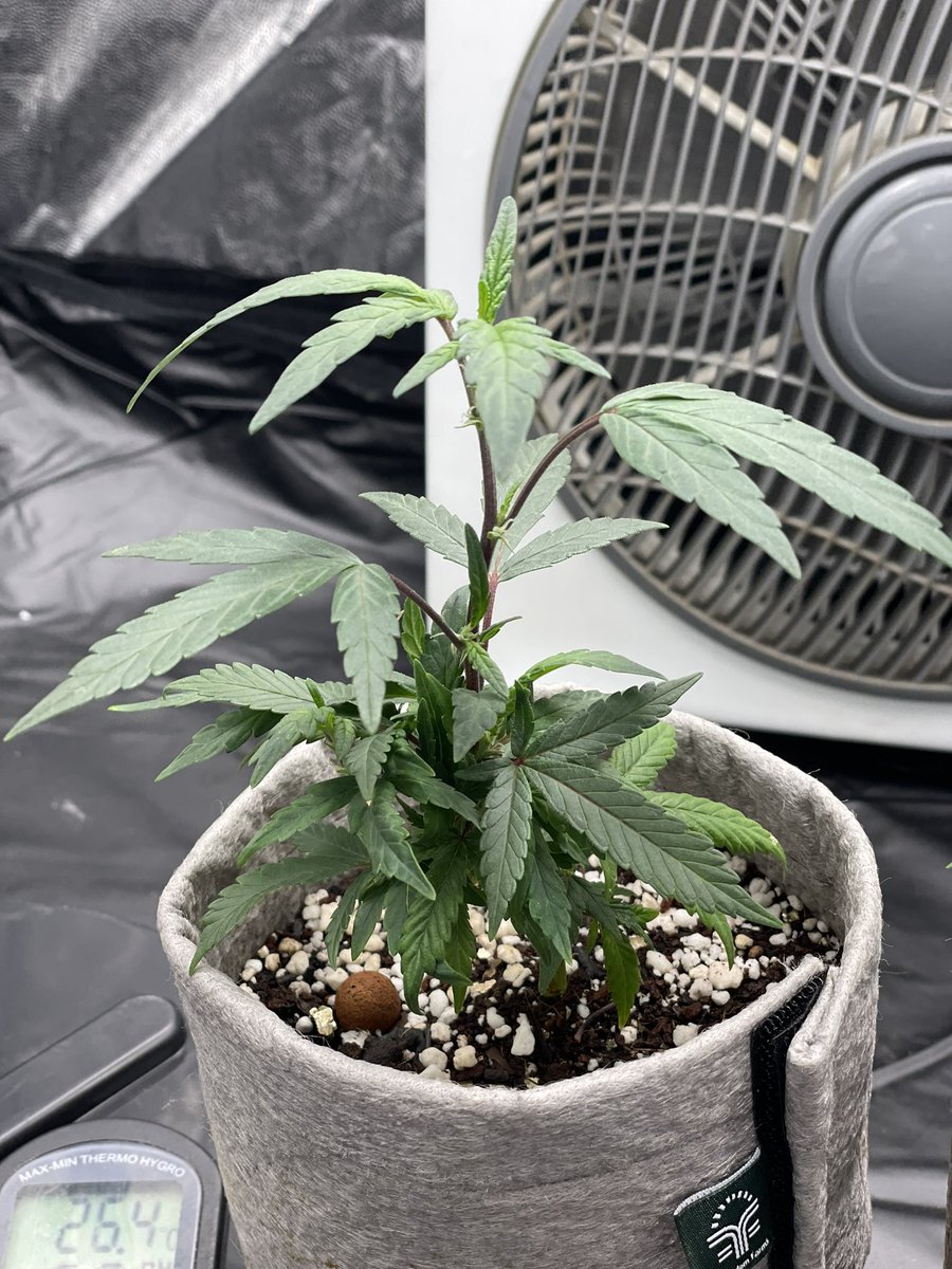 letsgetbaked_za's tweet photo. Season 7 #BigDrip from @InhouseGenetics 
How we started 01/04/2022
#SupremeDankSociety #growyourown #CannabisCommunity #Mmemberville https://t.co/d2XQGj2Ra3