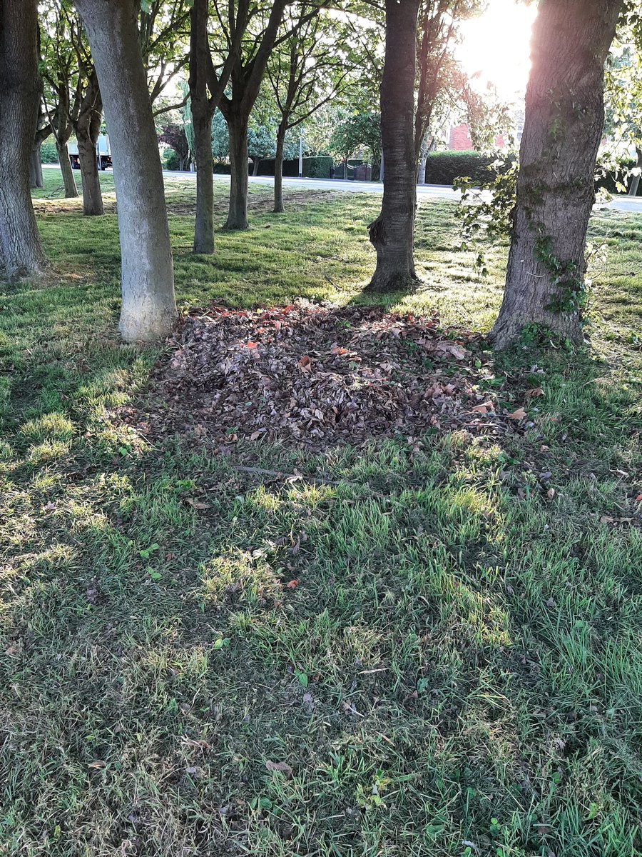 Catmad71's tweet photo. @Bostonboro @LincolnshireCC I've looked at these leaves since they fell last autumn, I was pleased to see council workers cutting the grass yesterday. Thought they'd collect them up, but no, they've cut around them 😡. The height of laziness. Location is Sleaford Rd, Boston. https://t.co/QVTIpNyCyi