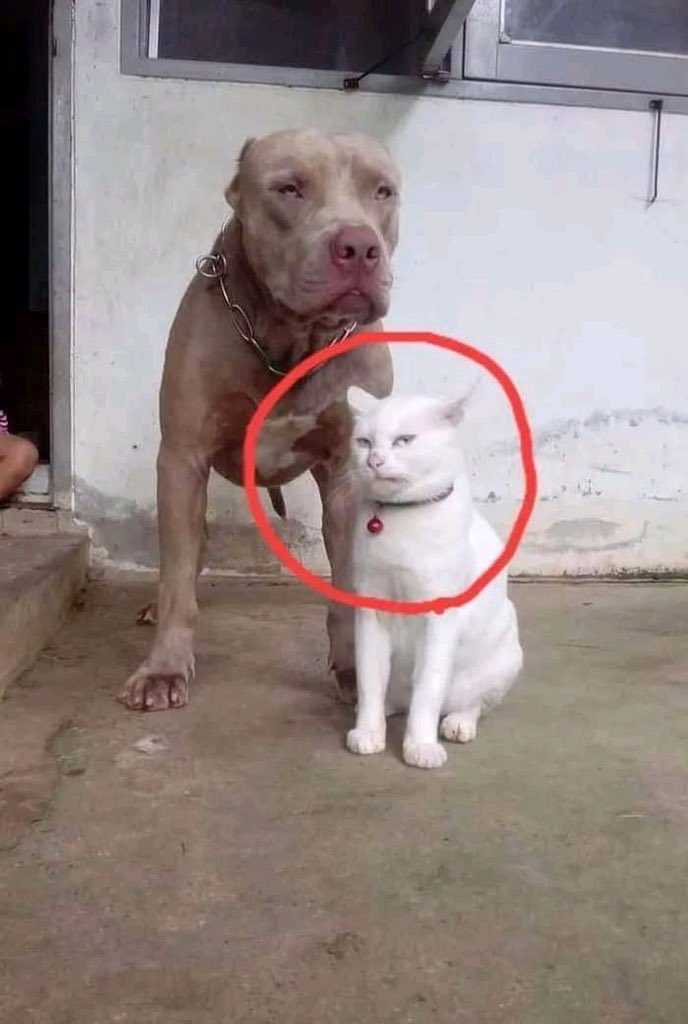 yapayaracIar's tweet photo. Pitbull dostlarıyla birlikte büyüdügü icin kendini pitbull sanan bir kedi. https://t.co/AQl8YhAsKH