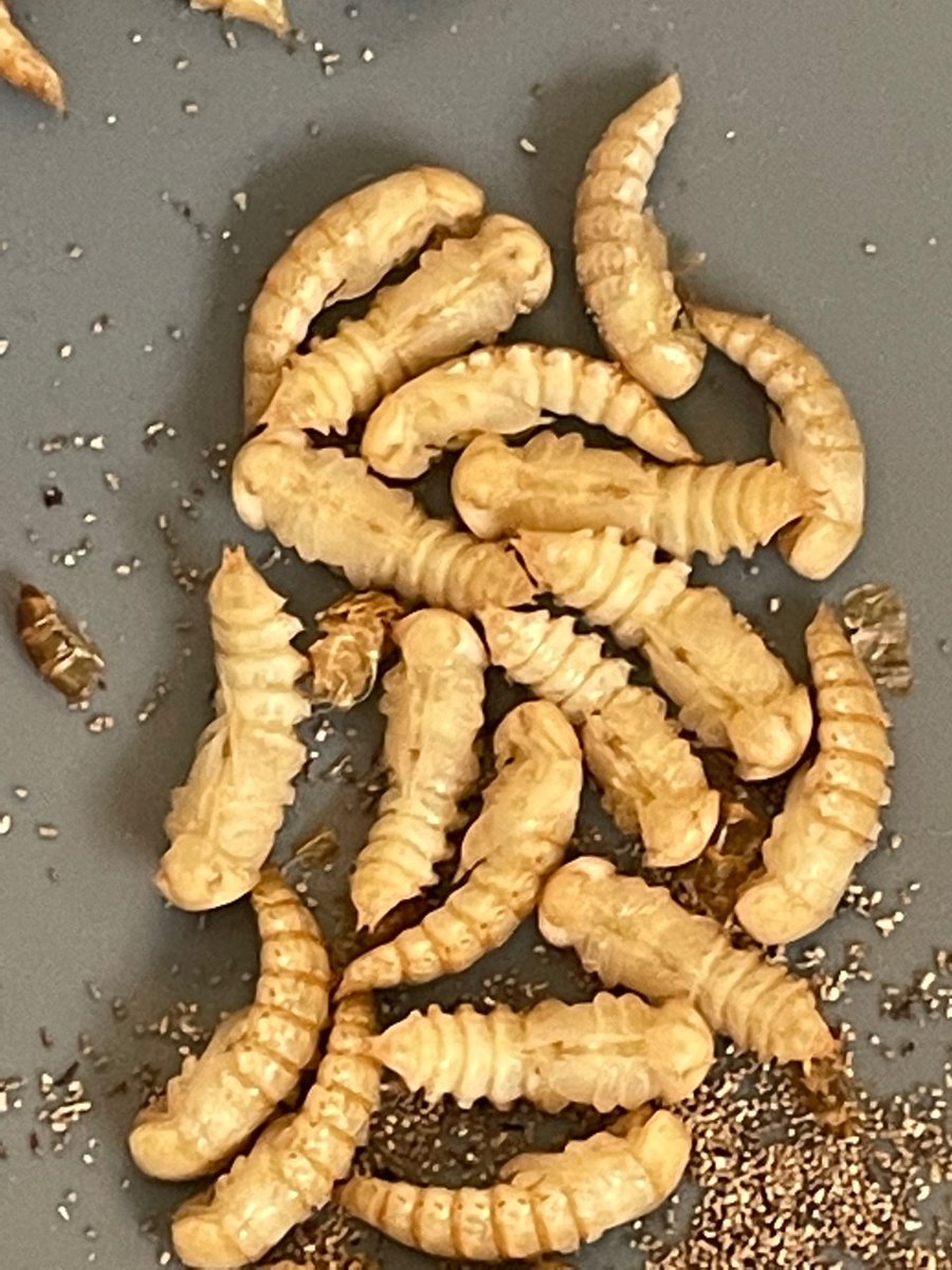 MrsLong_PAS's tweet photo. Monday brought lots of surprises in our insect habitats!! Bigger milkweed bugs, darkling beetles &amp; 9 butterflies!!! https://t.co/KHlMhyOszJ
