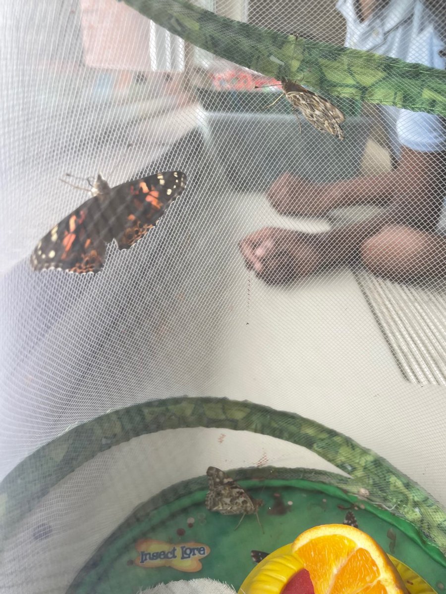 Monday brought lots of surprises in our insect habitats!! Bigger milkweed bugs, darkling beetles &amp; 9 butterflies!!!