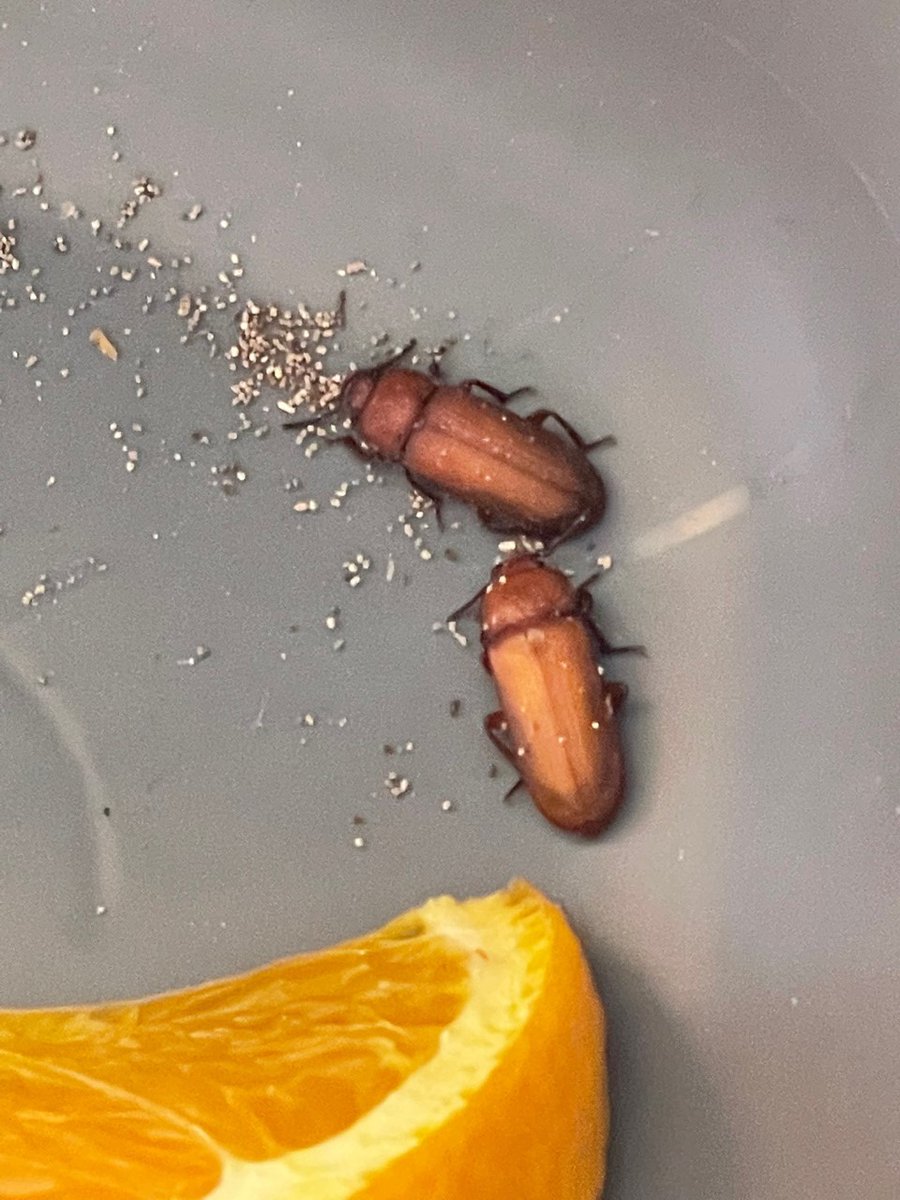 MrsLong_PAS's tweet photo. Monday brought lots of surprises in our insect habitats!! Bigger milkweed bugs, darkling beetles &amp; 9 butterflies!!! https://t.co/KHlMhyOszJ